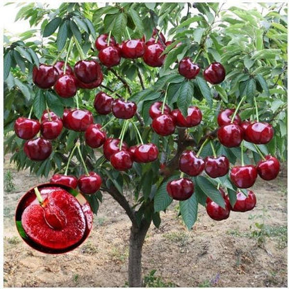 🏆75K+ SOLD! 🌳Cherry Tree Seeds – Delicious, Fresh Cherries Await!(🌿99% Germination)