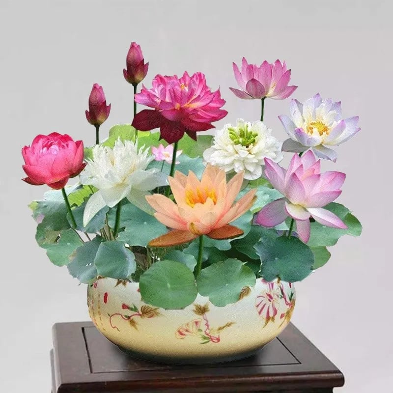 🌸[7 days germination]🔥HOT SALE - 49% OFF💐The Sacred Bonsai Bowl Lotus Flower Potted Plant