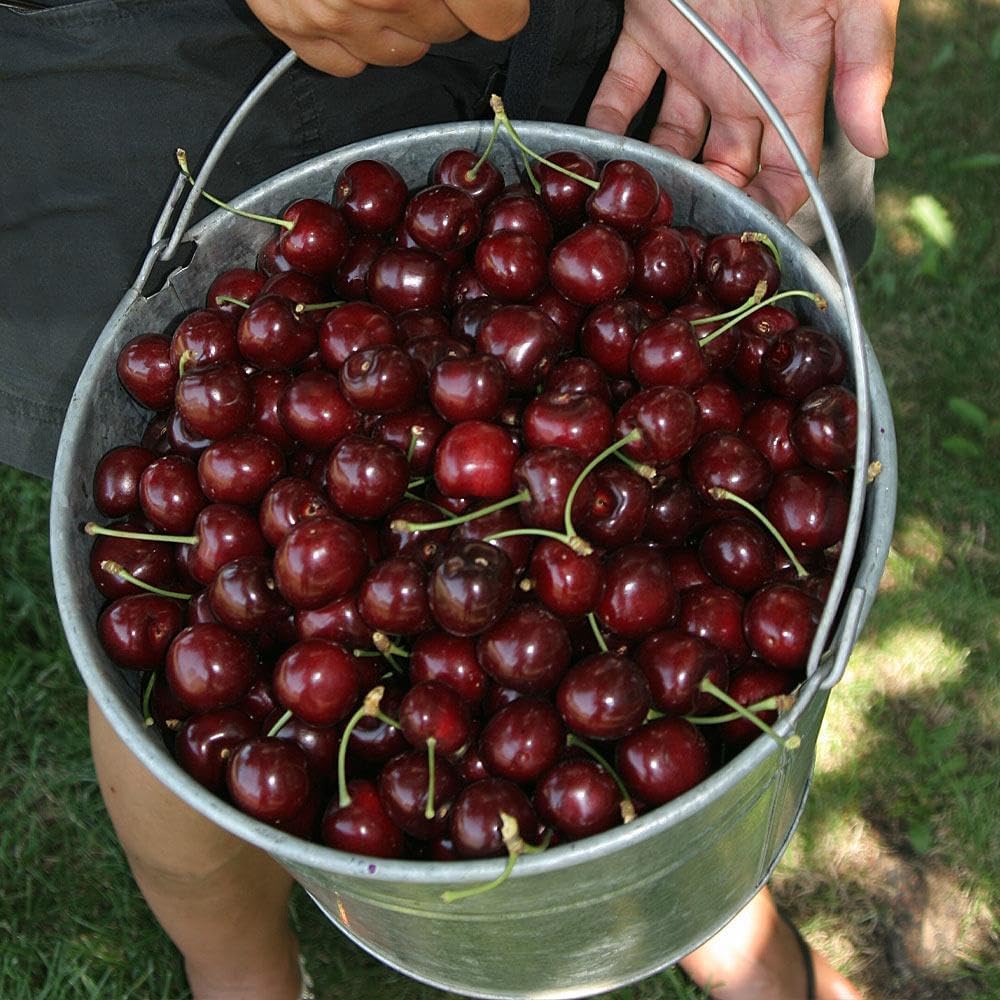 🏆75K+ SOLD! 🌳Cherry Tree Seeds – Delicious, Fresh Cherries Await!(🌿99% Germination)