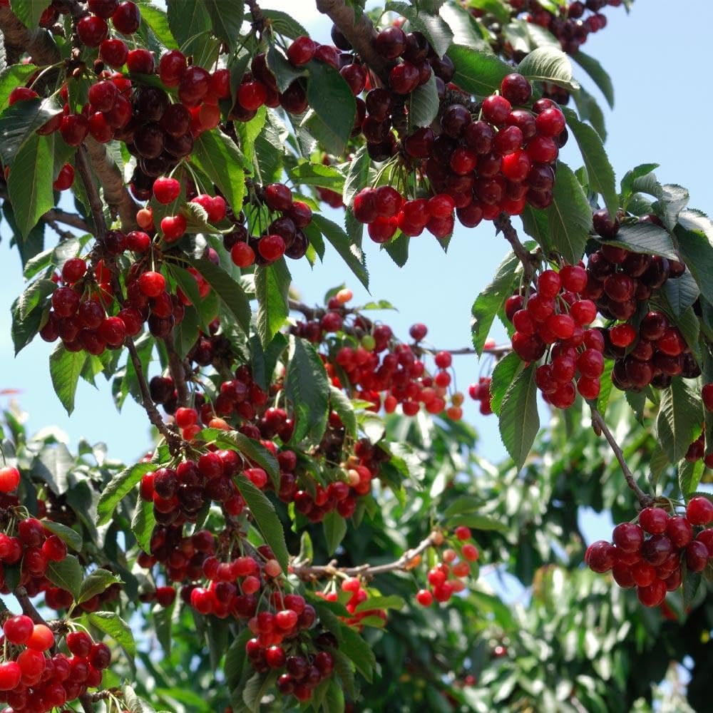 🏆75K+ SOLD! 🌳Cherry Tree Seeds – Delicious, Fresh Cherries Await!