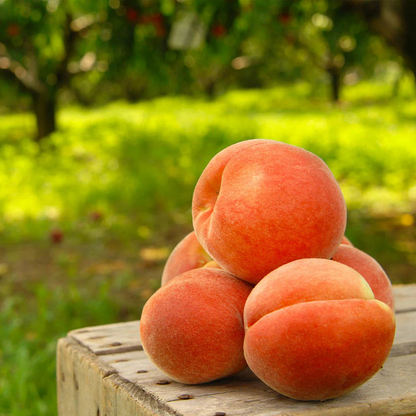 🔥 65K+ SOLD! 🍑 Heirloom "Honey Red" Dwarf Peach Seeds – Rare Red-Flesh Variety, Dwarf Container Friendly & Year-Round Planting 🌿
