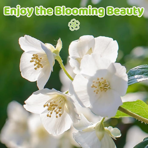 🏆 50K+ SOLD! 🌿❄️ FrostCharm Jasmine Seeds – Winter Planting, Perennial Blooms & Fragrant Garden Elegance 🌸