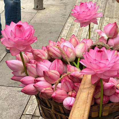 🌸[7 days germination]🔥HOT SALE - 49% OFF💐The Sacred Bonsai Bowl Lotus Flower Potted Plant