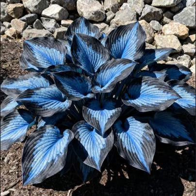 🔥Last day clearance🔥Premium Rare Hosta Seeds🌿Shade-Tolerant Plant