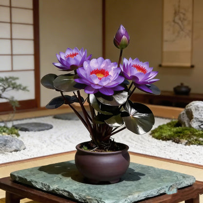 🌸[7 days germination]🔥HOT SALE - 49% OFF💐The Sacred Bonsai Bowl Lotus Flower Potted Plant