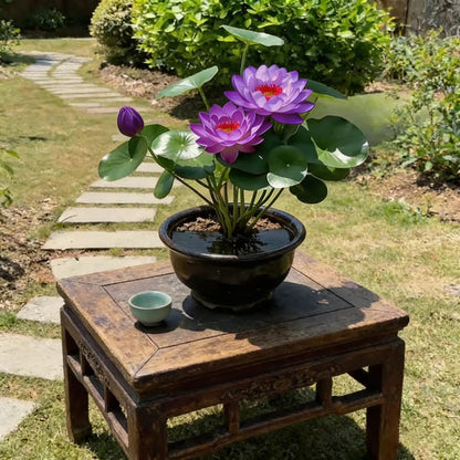🌸[7 days germination]🔥HOT SALE - 49% OFF💐The Sacred Bonsai Bowl Lotus Flower Potted Plant