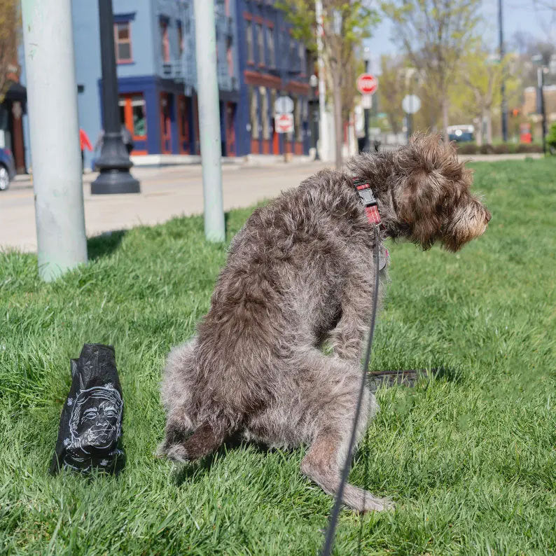 Dog Poop Bags