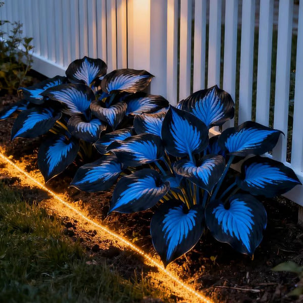 🔥Last day clearance🔥Premium Rare Hosta Seeds🌿Shade-Tolerant Plant