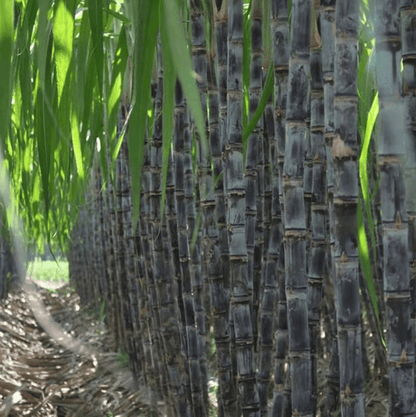 Sweet Harvest Starter Kit 🍃 Sugarcane Seeds