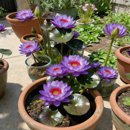 🌸[7 days germination]🔥HOT SALE - 49% OFF💐The Sacred Bonsai Bowl Lotus Flower Potted Plant