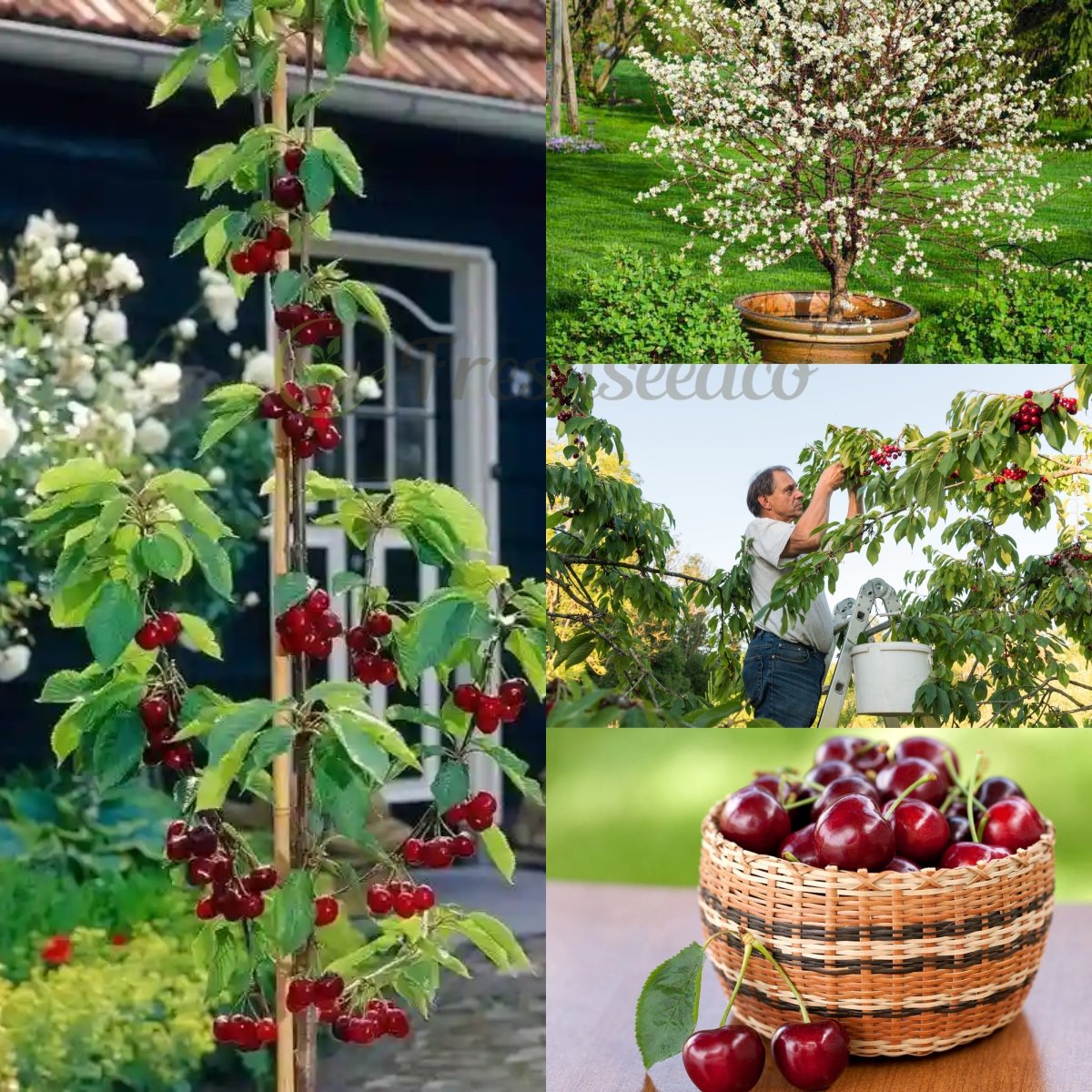 🏆75K+ SOLD! 🌳Cherry Tree Seeds – Delicious, Fresh Cherries Await!