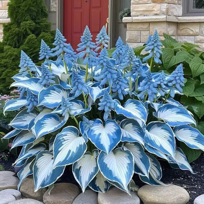 🔥Last day clearance🔥Premium Rare Hosta Seeds🌿Shade-Tolerant Plant