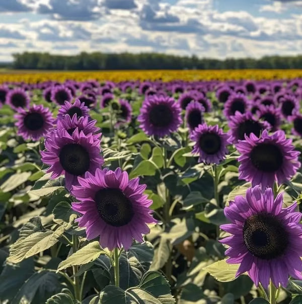 💜Sun Flower Rare Plant Garden-Purple Sunflower Seeds