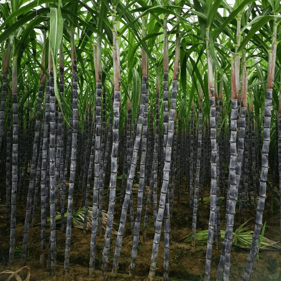 Sweet Harvest Starter Kit 🍃 Sugarcane Seeds