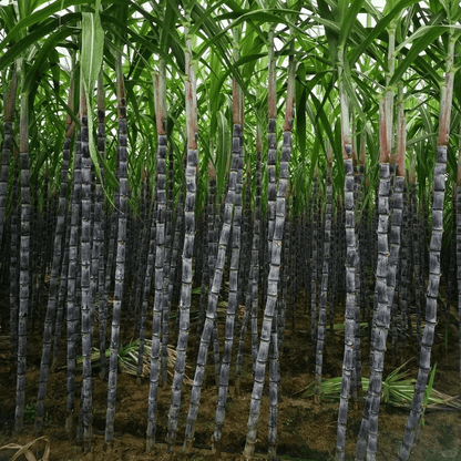 Sweet Harvest Starter Kit 🍃 Sugarcane Seeds