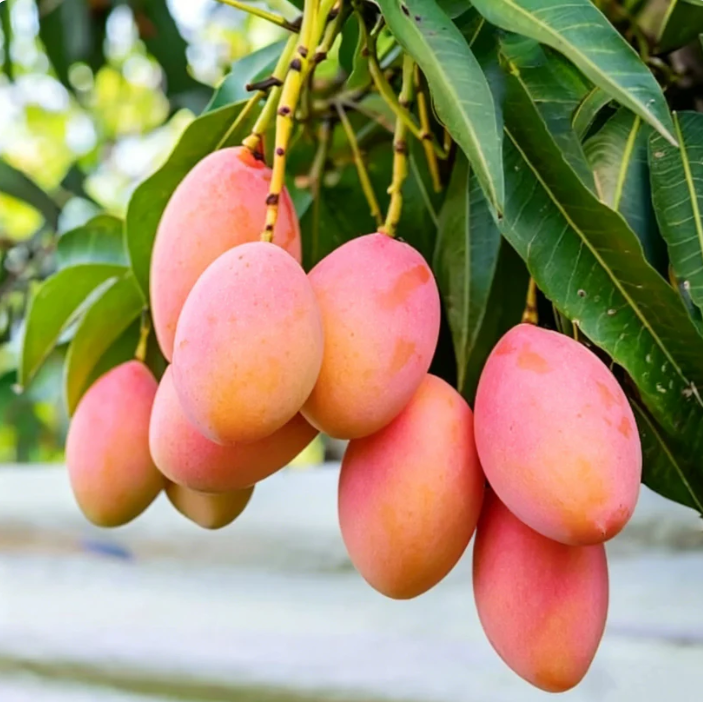 🍃 Purely Natural: The 13-Piece Heirloom Fruit Collection (Non-GMO) 🌳-TOP1