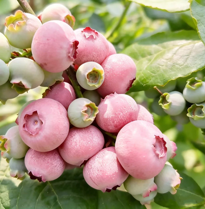 🍃 Purely Natural: The 13-Piece Heirloom Fruit Collection (Non-GMO) 🌳-TOP1