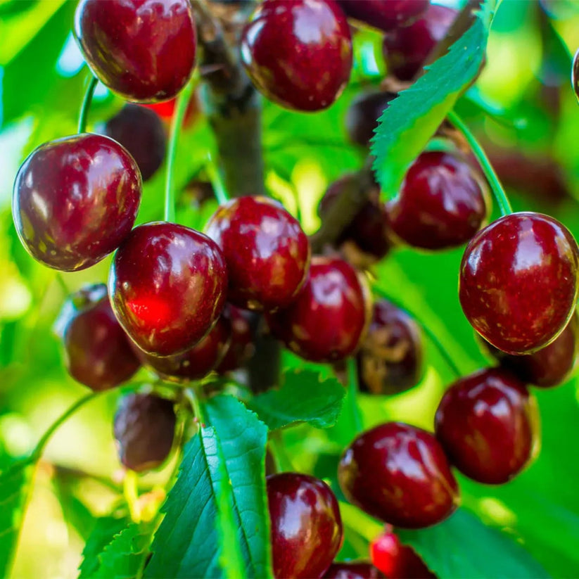🍃 Purely Natural: The 13-Piece Heirloom Fruit Collection (Non-GMO) 🌳-TOP1