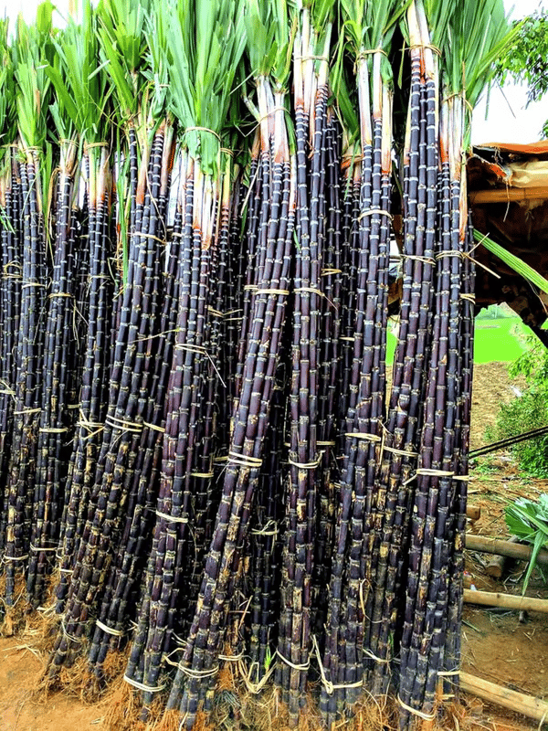 Sweet Harvest Starter Kit 🍃 Sugarcane Seeds