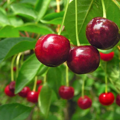 🏆75K+ SOLD! 🌳Cherry Tree Seeds – Delicious, Fresh Cherries Await!(🌿99% Germination)