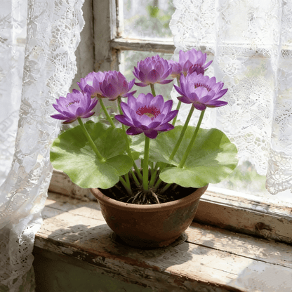 🌸[7 days germination]🔥HOT SALE - 49% OFF💐The Sacred Bonsai Bowl Lotus Flower Potted Plant