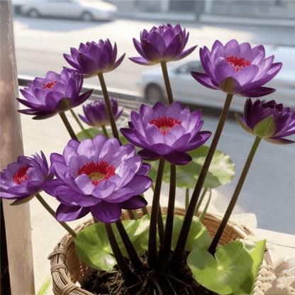 🌸[7 days germination]🔥HOT SALE - 49% OFF💐The Sacred Bonsai Bowl Lotus Flower Potted Plant