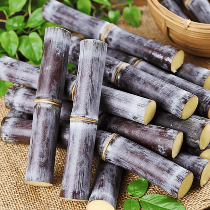 Sweet Harvest Starter Kit 🍃 Sugarcane Seeds