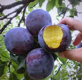 🍃 Purely Natural: The 13-Piece Heirloom Fruit Collection (Non-GMO) 🌳-TOP1